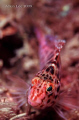   shortsnout Hawk fish. short-snout short snout fish  